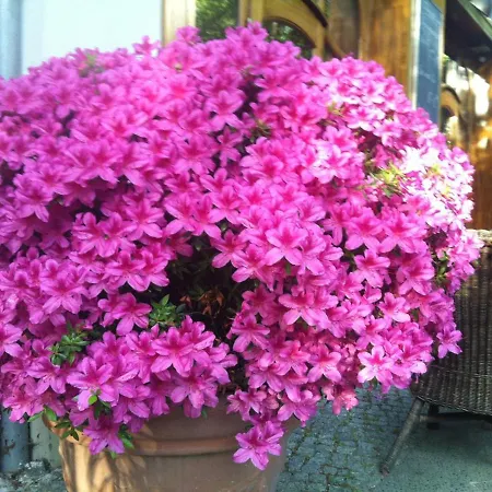 Ackselhaus & Blue Lejlighedshotel 4*