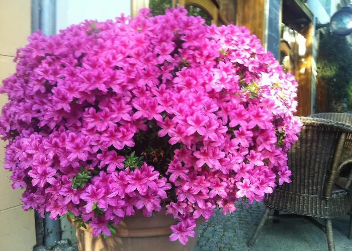 Ackselhaus & Blue Apartahotel 4*